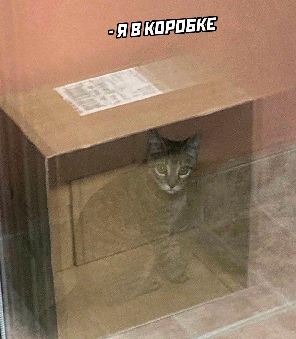 Кот Шрёдингера