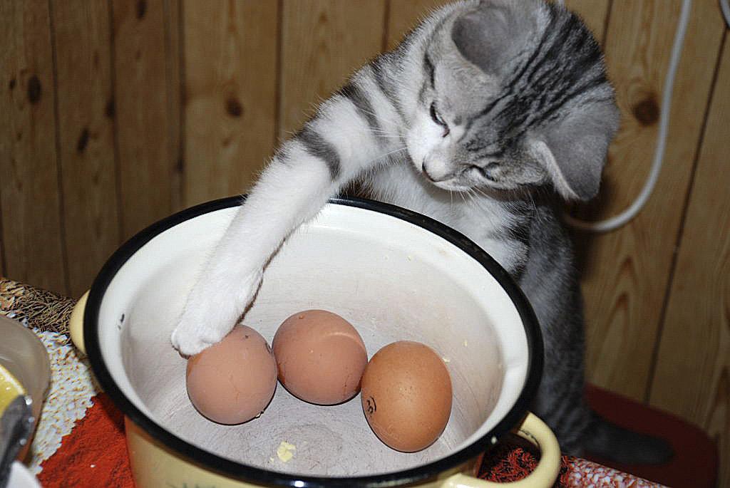 Можно котам вареные яйца