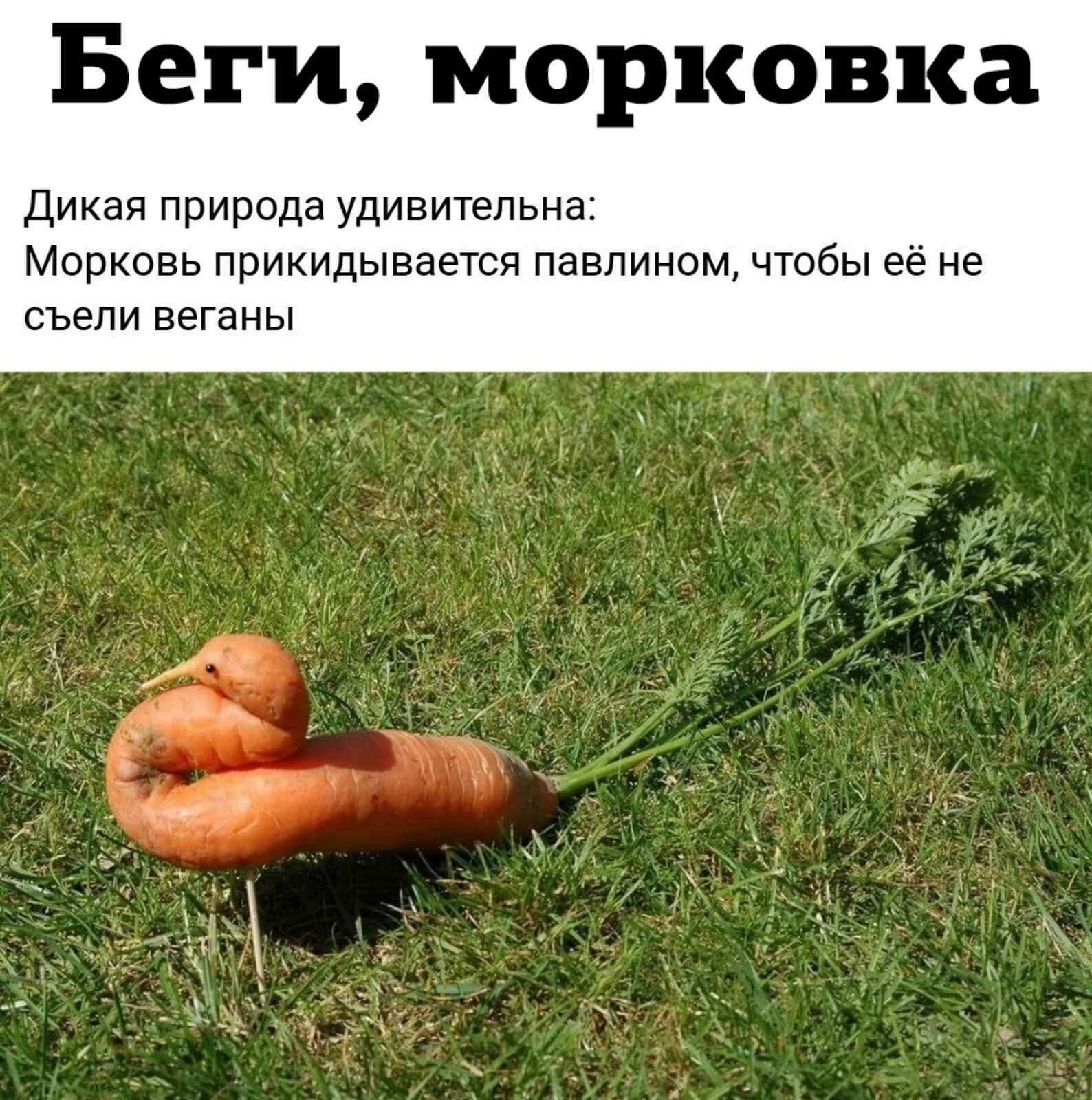 Ералаш диета морковь без спорта